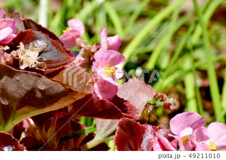 三鷹中原に咲くピンクのベゴニア 49211010