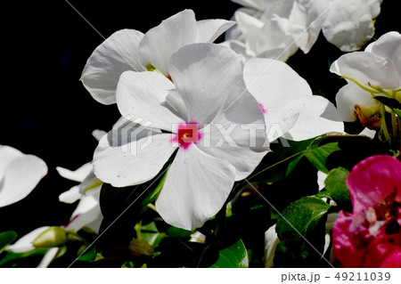 三鷹中原に咲く白いニチニチソウ 三鷹中原に咲く白いニチニチソウ 49211039