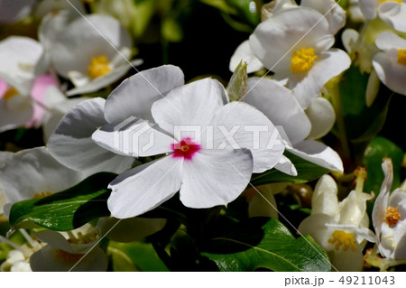 三鷹中原に咲く白いニチニチソウ 三鷹中原に咲く白いニチニチソウ 49211043