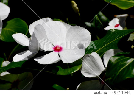 三鷹中原に咲く白いニチニチソウ 49211046