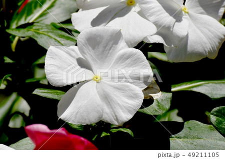 三鷹中原に咲く白いニチニチソウ 三鷹中原に咲く白いニチニチソウ 49211105