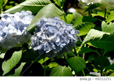 三鷹中原に咲く薄い青色のアジサイの花 49211151