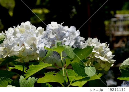 三鷹中原に咲く薄い青色のアジサイの花 49211152
