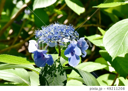 三鷹中原に咲く青色のガクアジサイの花 三鷹中原に咲く青色のガクアジサイの花 49211208