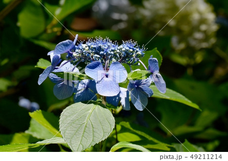 三鷹中原に咲く青色のガクアジサイの花 三鷹中原に咲く青色のガクアジサイの花 49211214