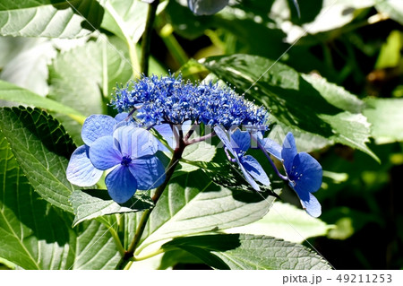 三鷹中原に咲く青色のガクアジサイの花 49211253