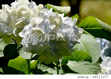 三鷹中原に咲く薄い青色のアジサイの花 49211257