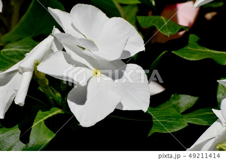 三鷹中原に咲く白いニチニチソウ 三鷹中原に咲く白いニチニチソウ 49211414