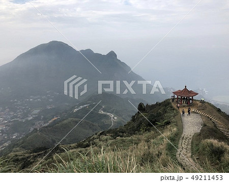 アブラギリ テンニンギク 蛍 49211453