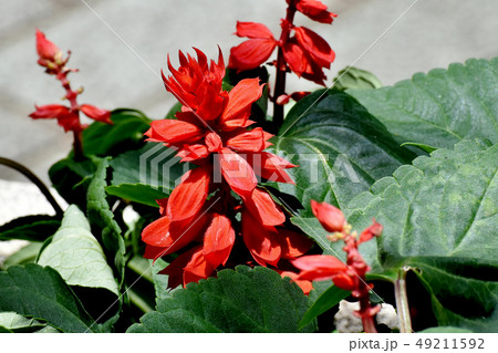 三鷹中原に咲く赤いサルビア 三鷹中原に咲く赤いサルビア 49211592