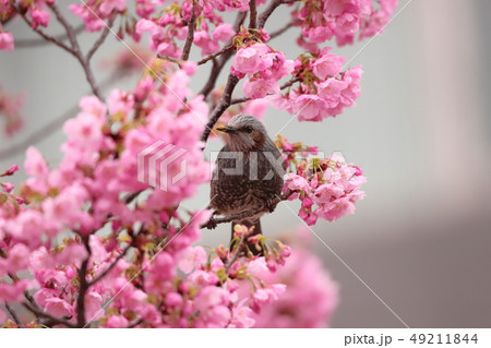 【神奈川県】　新横浜　横浜緋桜とヒヨドリ 49211844