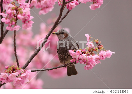 【神奈川県】　新横浜　横浜緋桜とヒヨドリ 49211845