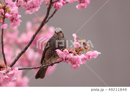 【神奈川県】　新横浜　横浜緋桜とヒヨドリ 49211849