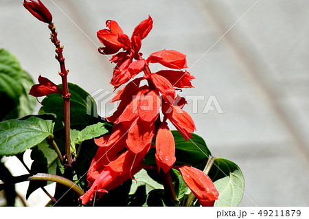 三鷹中原に咲く赤いサルビアの写真素材
