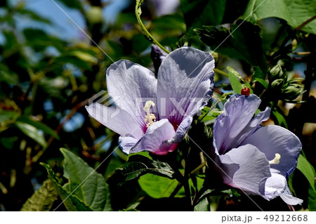 三鷹中原に咲くピンクのムクゲの花 49212668