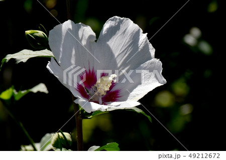 三鷹中原に咲く白いムクゲの花 三鷹中原に咲く白いムクゲの花 49212672