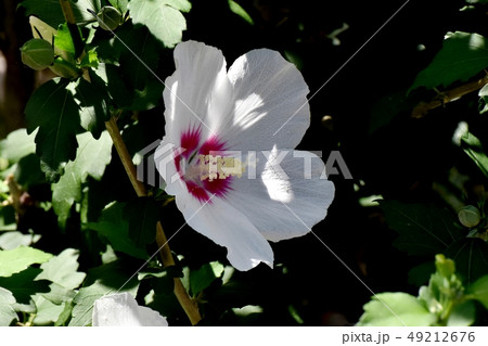 三鷹中原に咲く白いムクゲの花 49212676