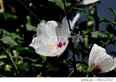 三鷹中原に咲く白いムクゲの花 三鷹中原に咲く白いムクゲの花 49212702