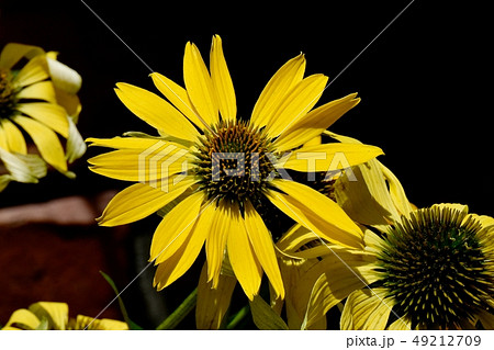 三鷹中原に咲く黄色いエキナセア 三鷹中原に咲く黄色いエキナセア 49212709