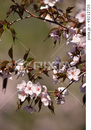 北海道の桜 帯広 緑ヶ丘公園 の写真素材
