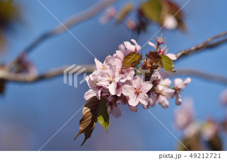 北海道の桜（帯広・緑ヶ丘公園） 49212721