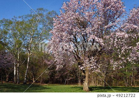 北海道の桜 帯広 緑ヶ丘公園 の写真素材