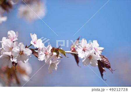 北海道の桜 帯広 緑ヶ丘公園 の写真素材