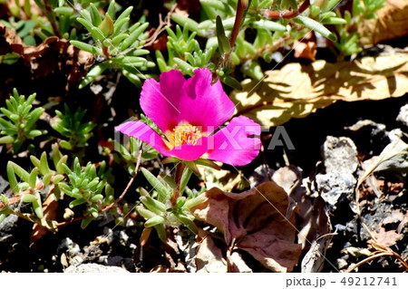 三鷹中原に咲くピンクのマツバボタン 三鷹中原に咲くピンクのマツバボタン 49212741