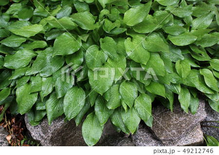 ハーブ 山ニンニク 植物 49212746