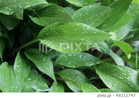 ハーブ 山ニンニク 植物 49212747