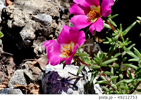 三鷹中原に咲くピンクのマツバボタン 49212753