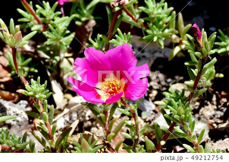 三鷹中原に咲くピンクのマツバボタン 49212754