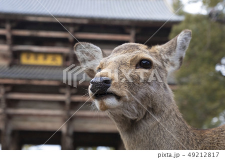 東大寺南大門と鹿 東大寺南大門と鹿 49212817