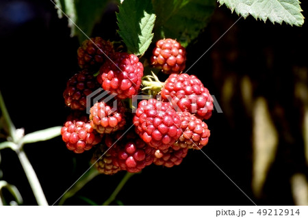 三鷹中原になる赤いブラックベリーの実 49212914
