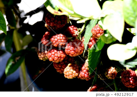三鷹中原になる赤いブラックベリーの実 49212917