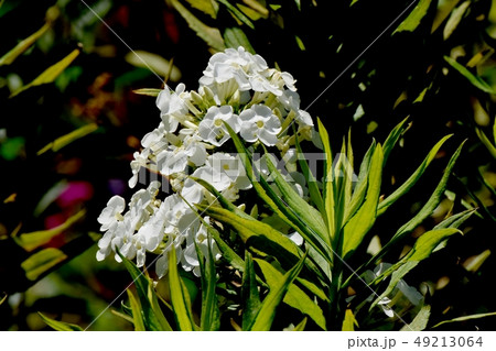 三鷹中原に咲く白い宿根フロックス オイランソウ の写真素材
