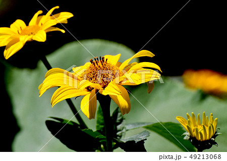 三鷹中原に咲く黄色いヒメヒマワリ(キクイモモドキ) 三鷹中原に咲く黄色いヒメヒマワリ(キクイモモドキ) 49213068