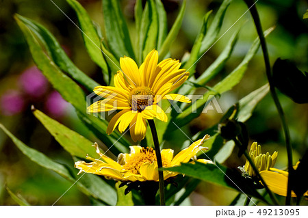 三鷹中原に咲く黄色いヒメヒマワリ（キクイモモドキ） 49213095