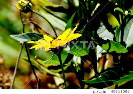 三鷹中原に咲く黄色いヒメヒマワリ（キクイモモドキ） 49213096