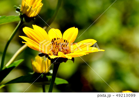 三鷹中原に咲く黄色いヒメヒマワリ（キクイモモドキ） 49213099