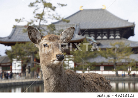 東大寺と鹿 東大寺と鹿 49213122