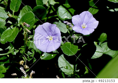 三鷹中原に咲く薄い青紫色のセイヨウヒルガオ（コンボルブルス） 49213153