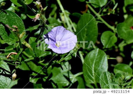三鷹中原に咲く薄い青紫色のセイヨウヒルガオ(コンボルブルス) 三鷹中原に咲く薄い青紫色のセイヨウヒルガオ(コンボルブルス) 49213154