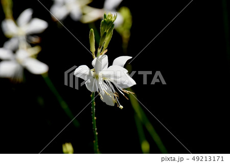 三鷹中原に咲く白いガウラ 49213171