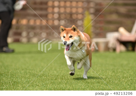 柴犬 柴犬 49213206