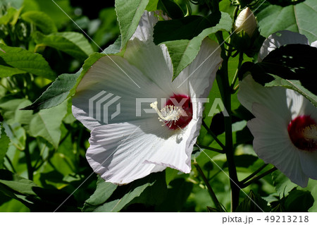 三鷹中原に咲く白いアメリカフヨウの花 三鷹中原に咲く白いアメリカフヨウの花 49213218