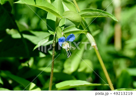 三鷹中原に咲く青いツユクサの花 49213219