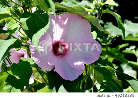 三鷹中原に咲くピンクのアメリカフヨウの花 49213239
