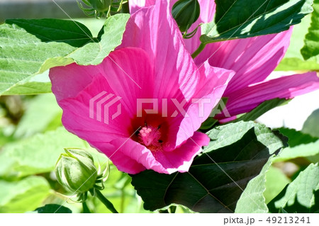 三鷹中原に咲くピンクのアメリカフヨウの花 49213241