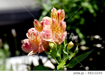 三鷹中原に咲くオレンジのアストロメリア 三鷹中原に咲くオレンジのアストロメリア 49213245